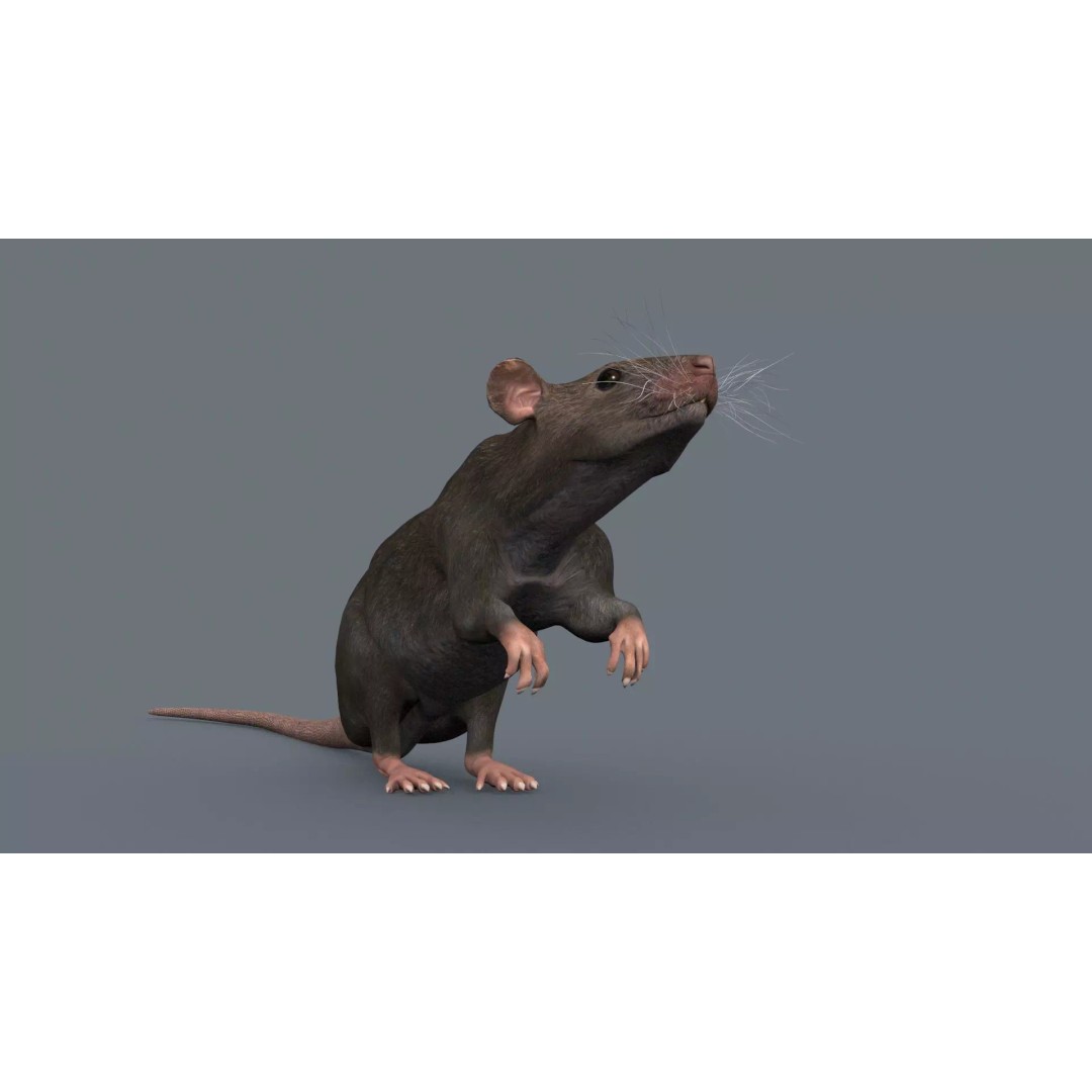 Realistic Rat 3D Model – Animated Creature with PBR Textures, FBX, OBJ - View 15
