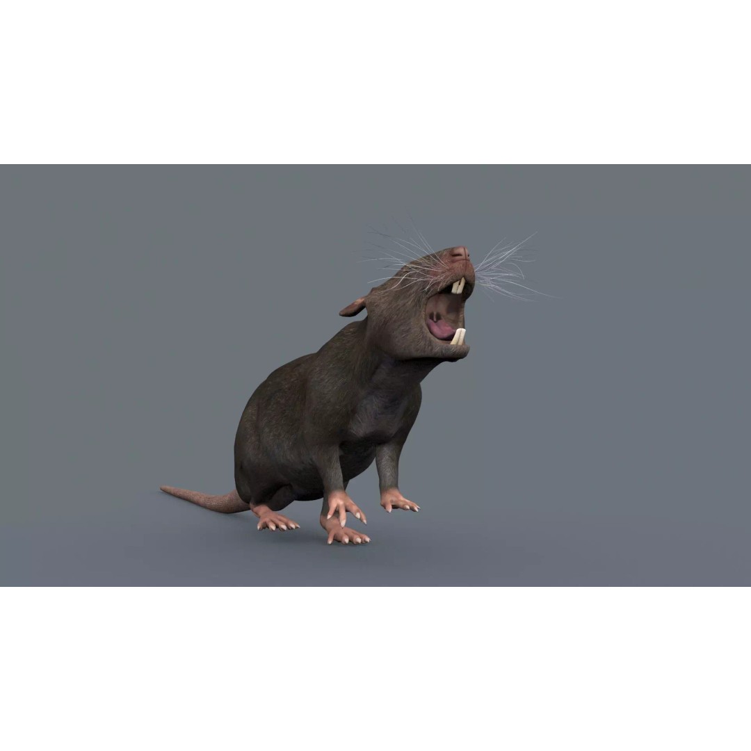 Realistic Rat 3D Model – Animated Creature with PBR Textures, FBX, OBJ - View 16