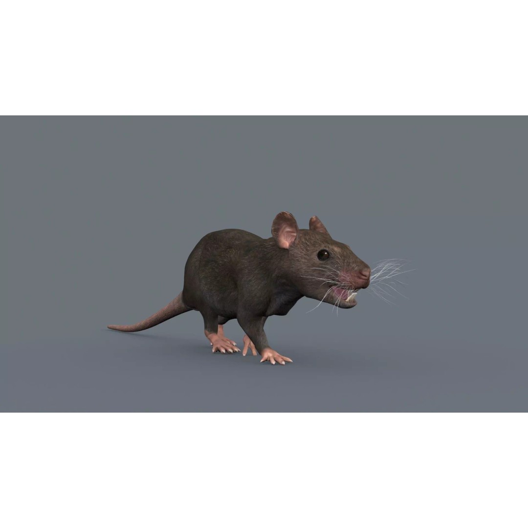 Realistic Rat 3D Model – Animated Creature with PBR Textures, FBX, OBJ - View 17