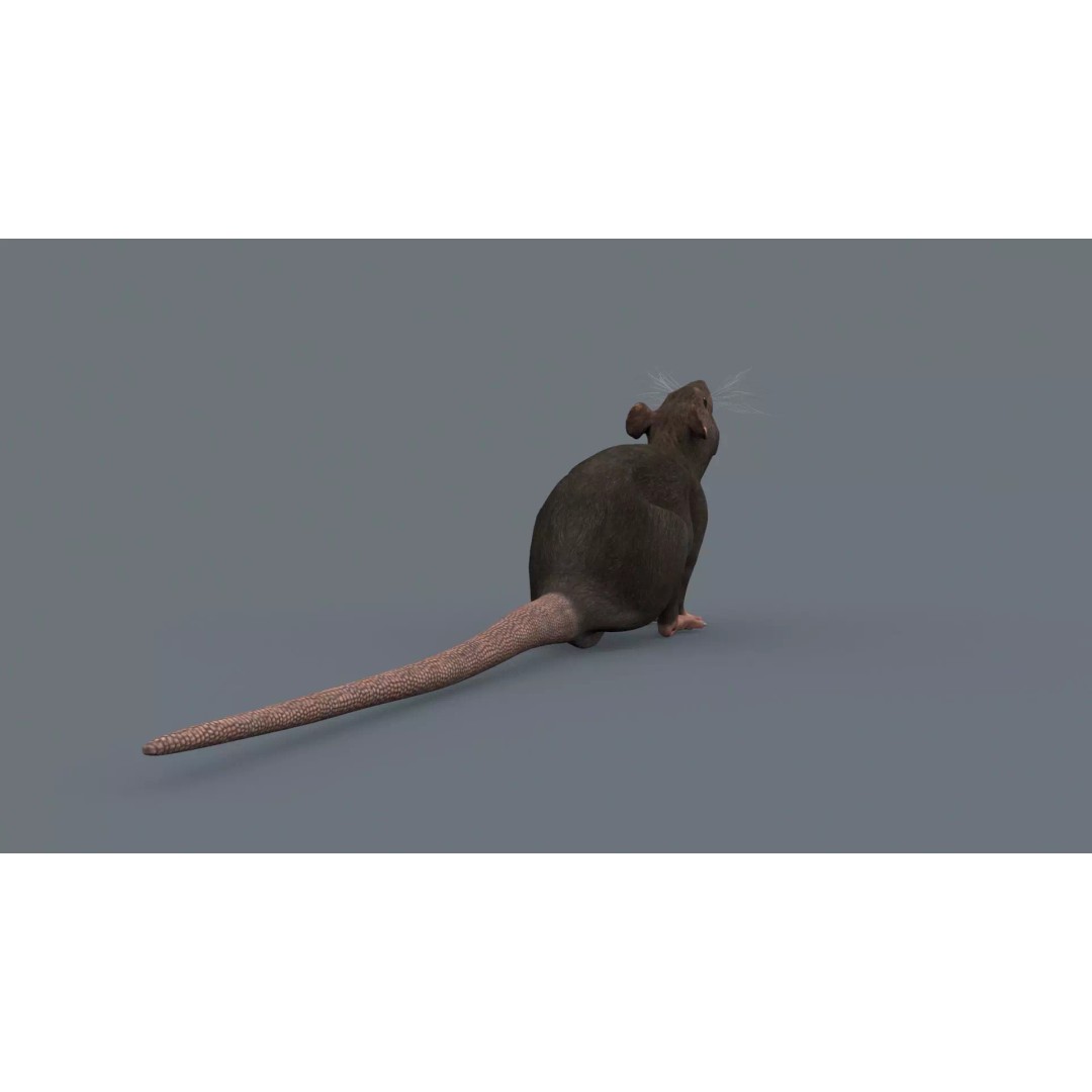 Realistic Rat 3D Model – Animated Creature with PBR Textures, FBX, OBJ - View 18