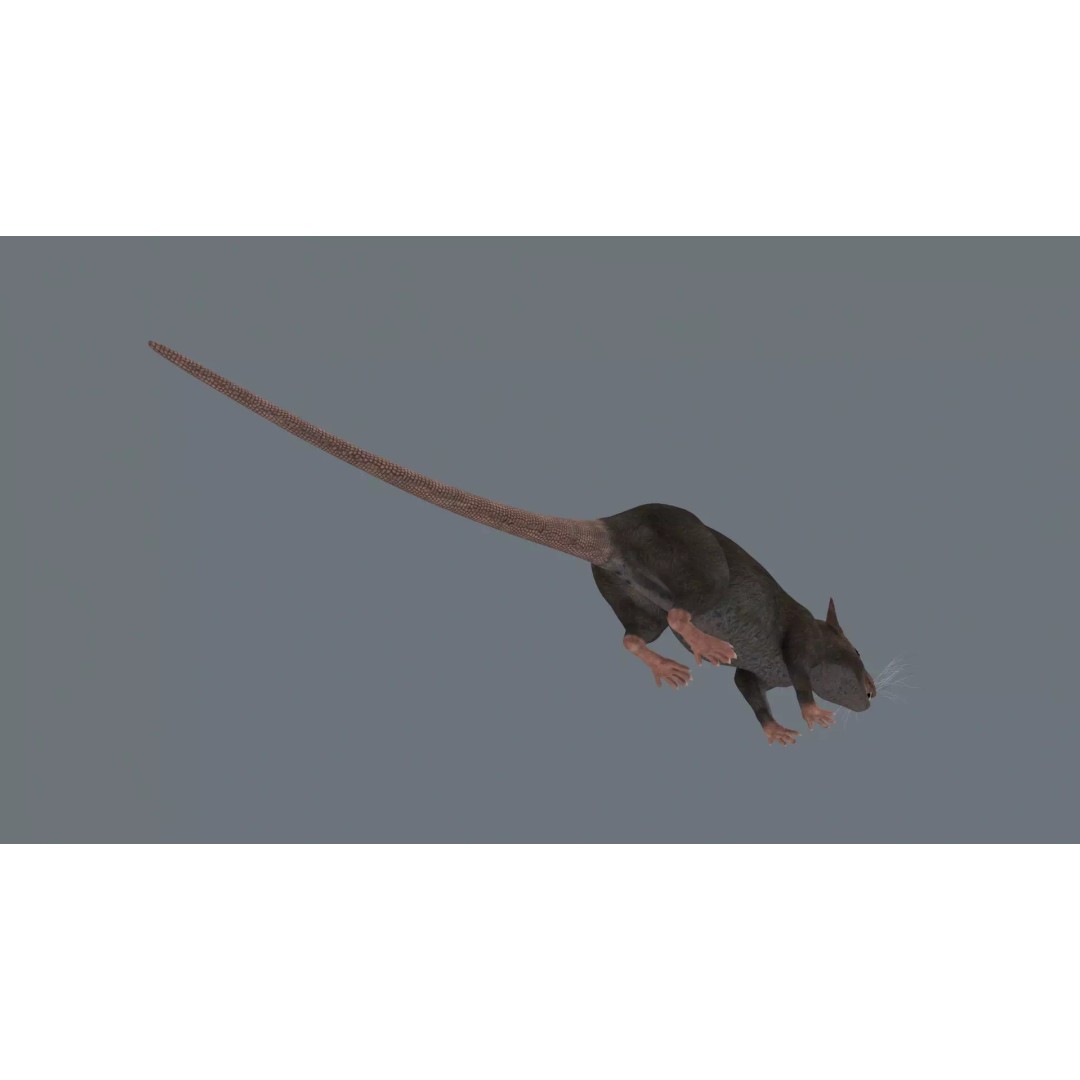 Realistic Rat 3D Model – Animated Creature with PBR Textures, FBX, OBJ - View 19