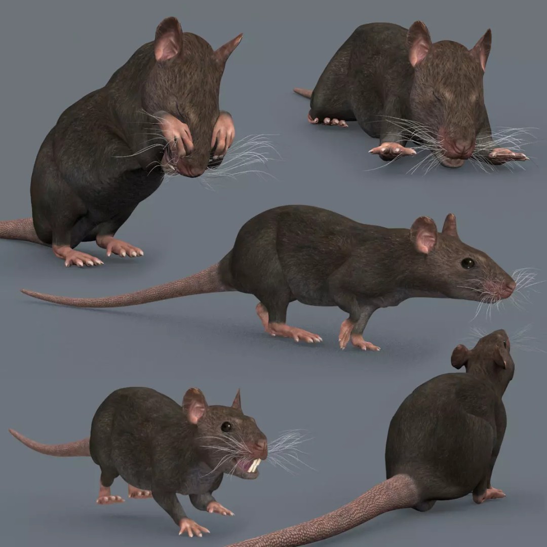 Realistic Rat 3D Model – Animated Creature with PBR Textures, FBX, OBJ - View 2