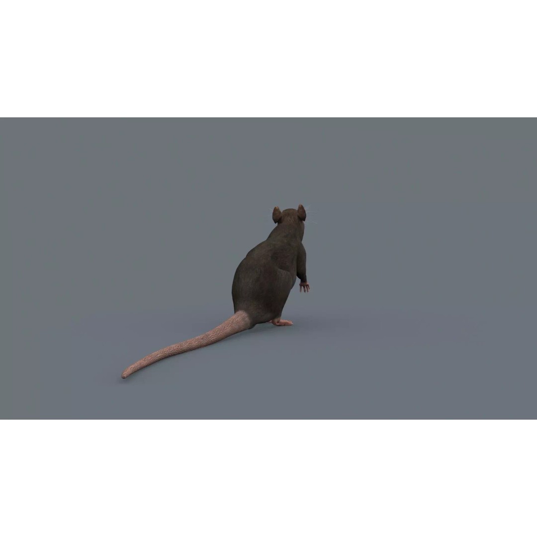 Realistic Rat 3D Model – Animated Creature with PBR Textures, FBX, OBJ - View 20