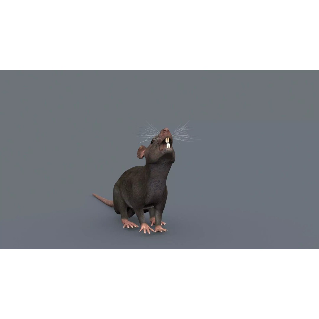 Realistic Rat 3D Model – Animated Creature with PBR Textures, FBX, OBJ - View 21