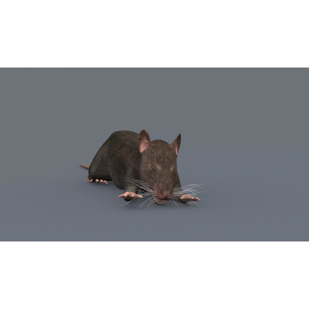 Realistic Rat 3D Model – Animated Creature with PBR Textures, FBX, OBJ - View 22