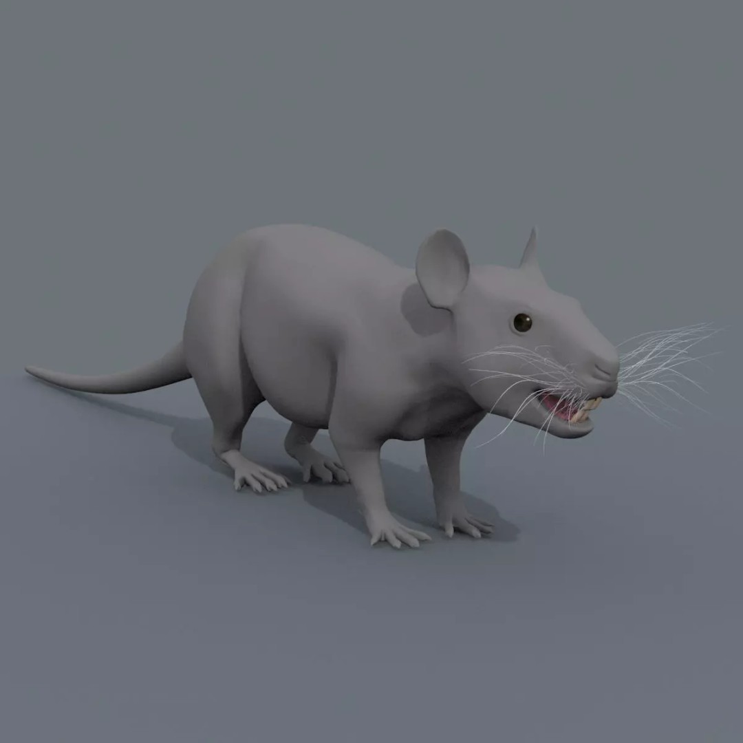 Realistic Rat 3D Model – Animated Creature with PBR Textures, FBX, OBJ - View 23
