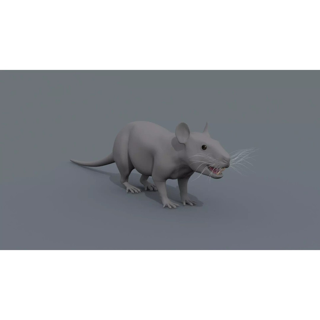 Realistic Rat 3D Model – Animated Creature with PBR Textures, FBX, OBJ - View 24