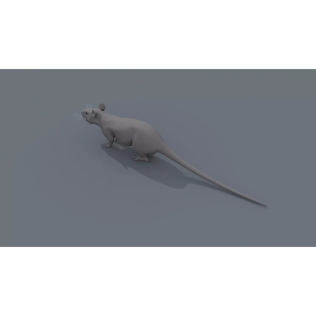 Realistic Rat 3D Model – Animated Creature with PBR Textures, FBX, OBJ - View 26