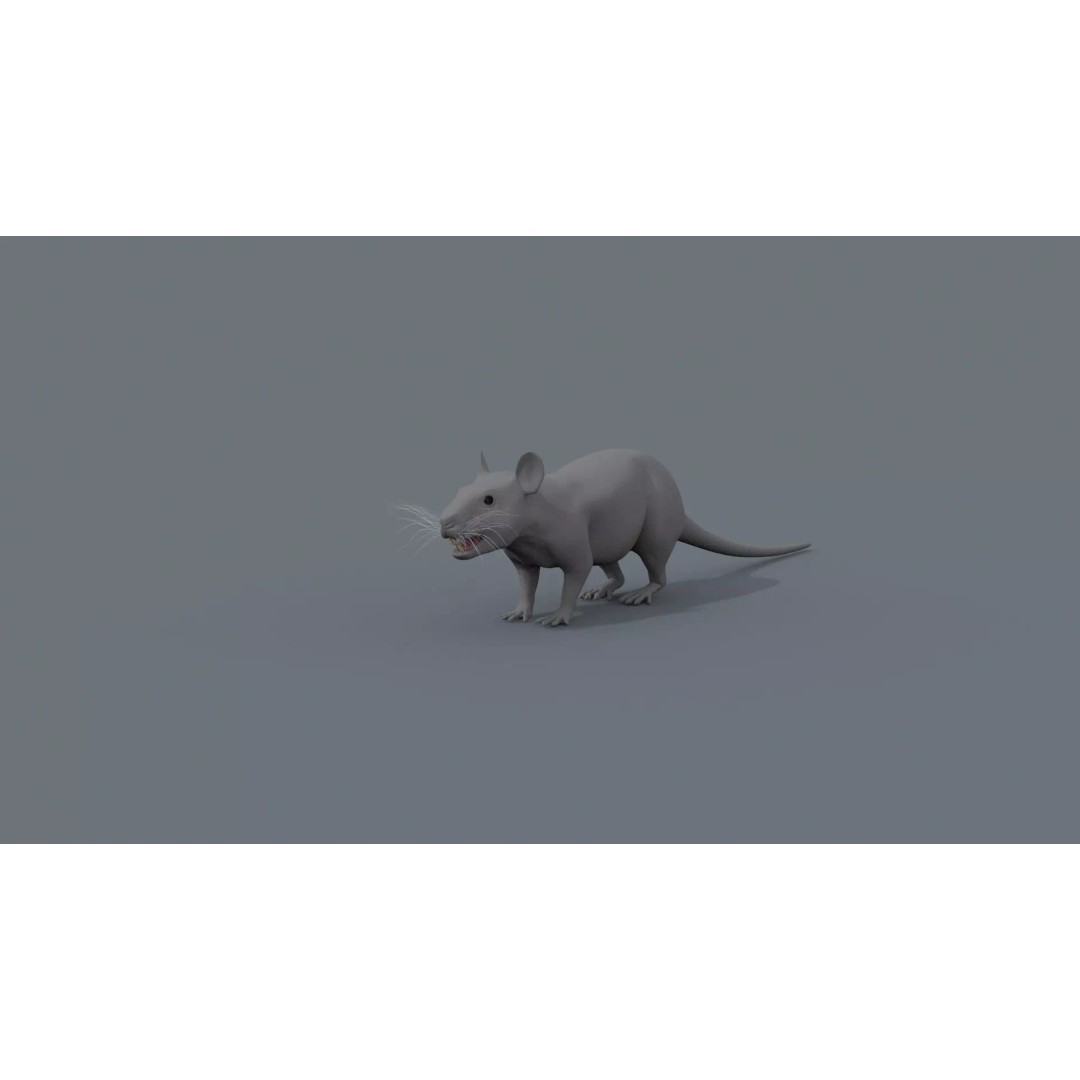 Realistic Rat 3D Model – Animated Creature with PBR Textures, FBX, OBJ - View 27