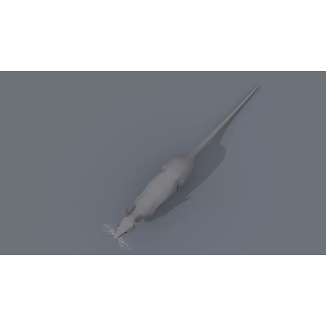 Realistic Rat 3D Model – Animated Creature with PBR Textures, FBX, OBJ - View 28