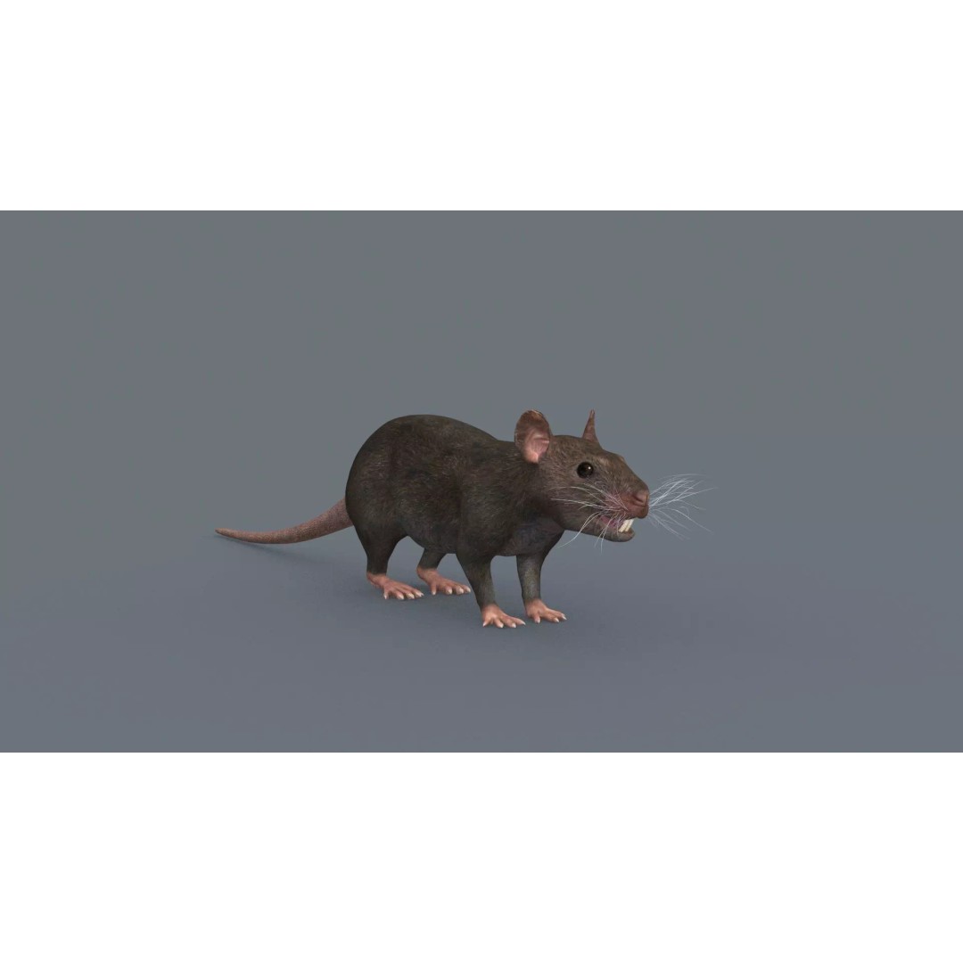 Realistic Rat 3D Model – Animated Creature with PBR Textures, FBX, OBJ - View 3