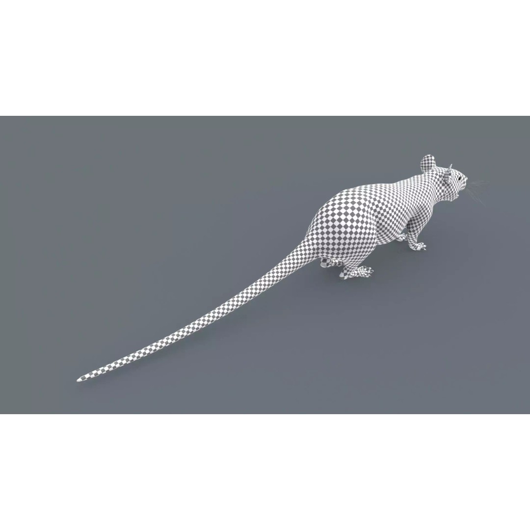 Realistic Rat 3D Model – Animated Creature with PBR Textures, FBX, OBJ - View 34