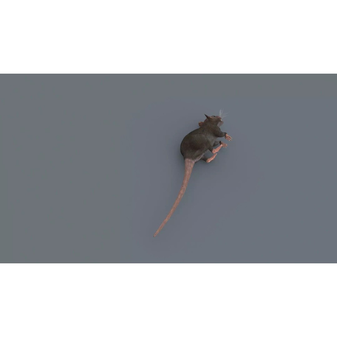 Realistic Rat 3D Model – Animated Creature with PBR Textures, FBX, OBJ - View 4
