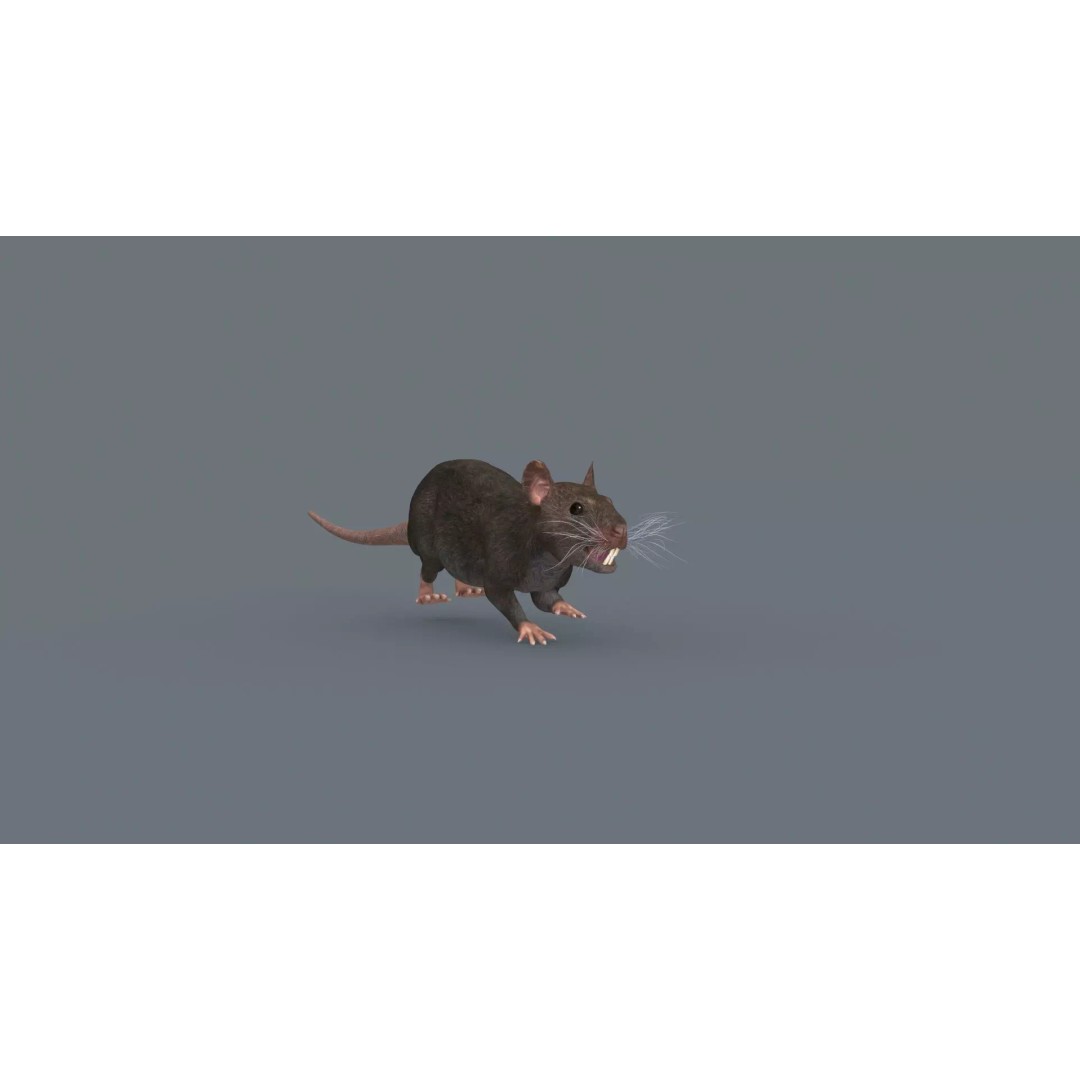 Realistic Rat 3D Model – Animated Creature with PBR Textures, FBX, OBJ - View 5