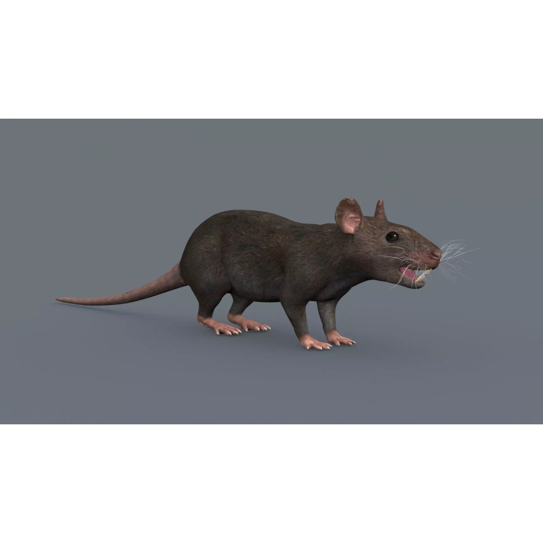 Realistic Rat 3D Model – Animated Creature with PBR Textures, FBX, OBJ - View 6