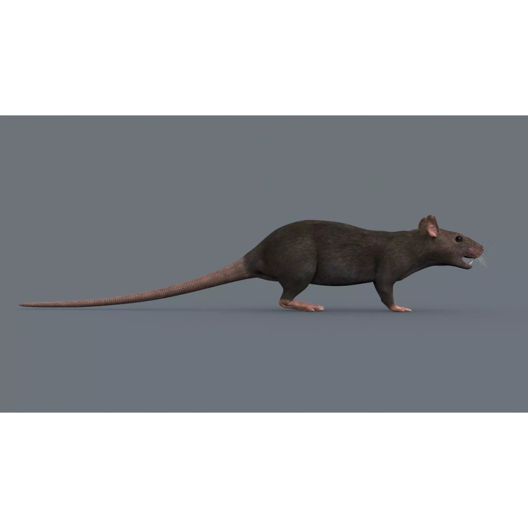 Realistic Rat 3D Model – Animated Creature with PBR Textures, FBX, OBJ - View 7