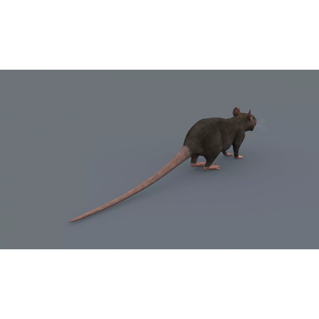 Realistic Rat 3D Model – Animated Creature with PBR Textures, FBX, OBJ - View 8