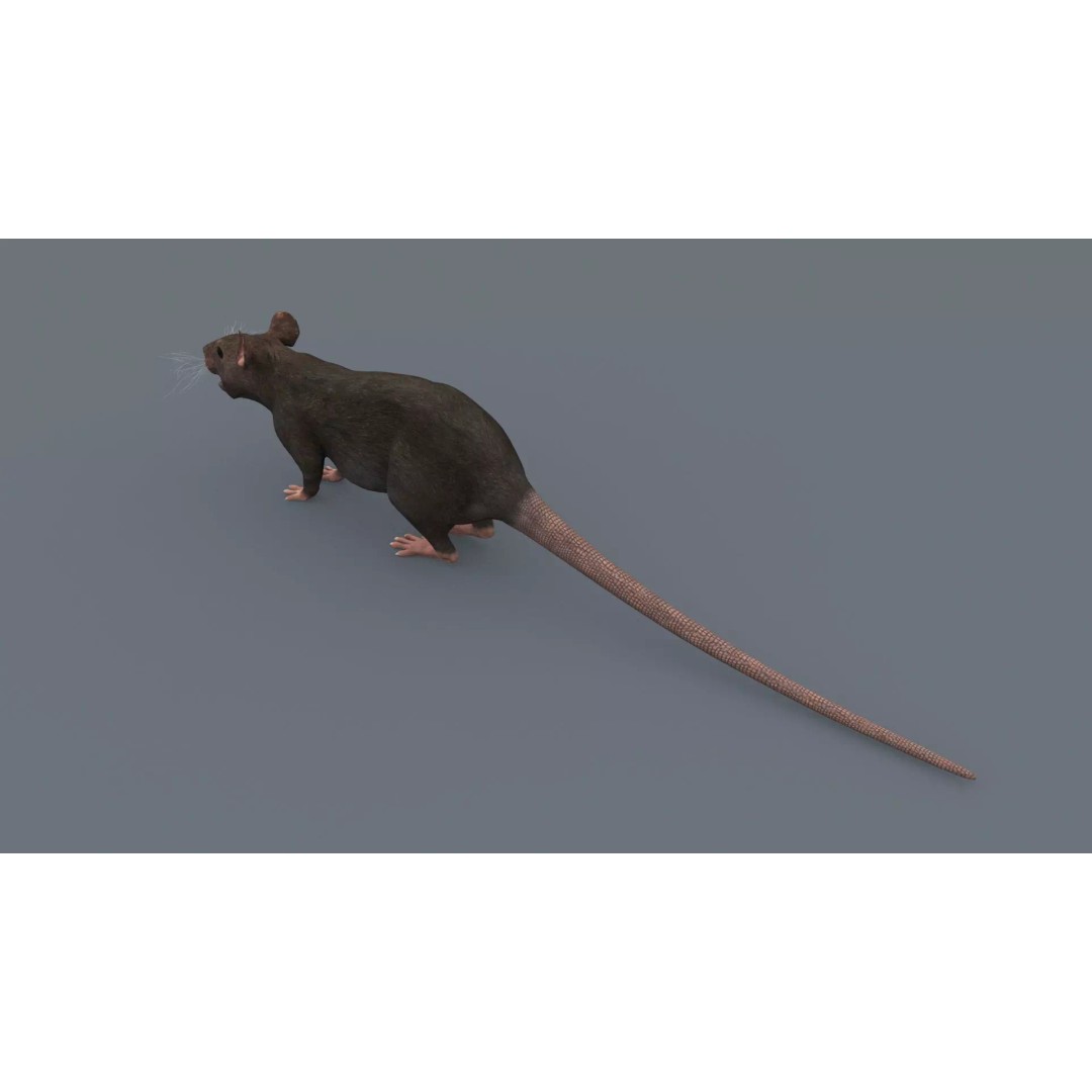 Realistic Rat 3D Model – Animated Creature with PBR Textures, FBX, OBJ - View 9