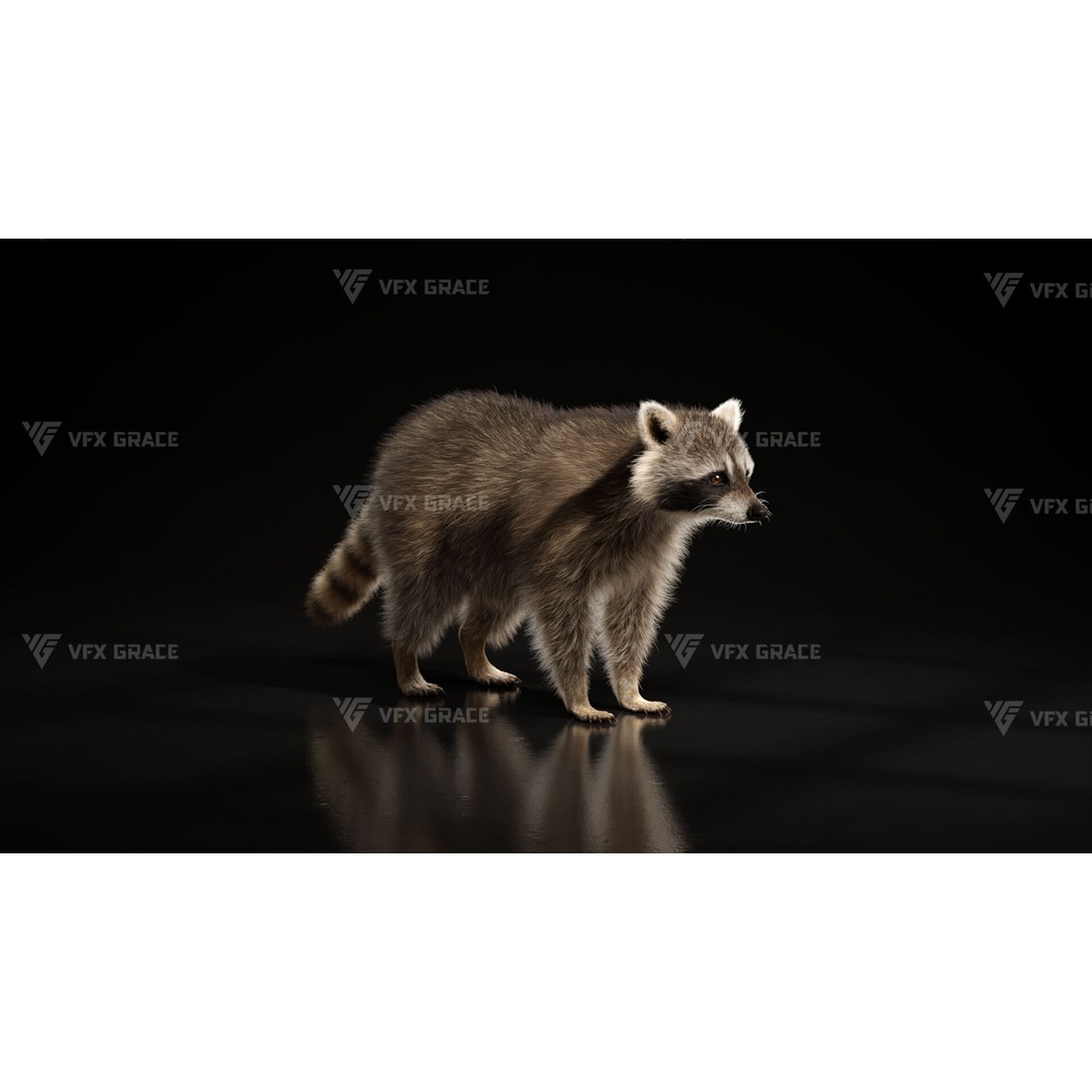 Raccoon 3D Model – Rigged, Animated Character for Blender - View 10