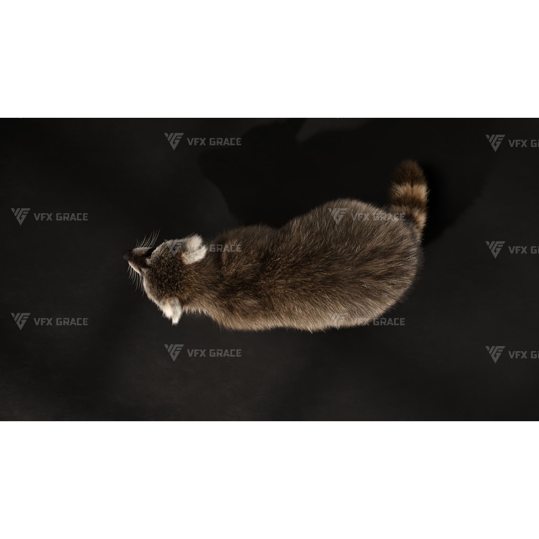 Raccoon 3D Model – Rigged, Animated Character for Blender - View 11
