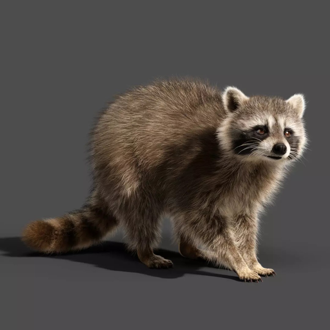 Raccoon 3D Model – Rigged, Animated Character for Blender - View 2