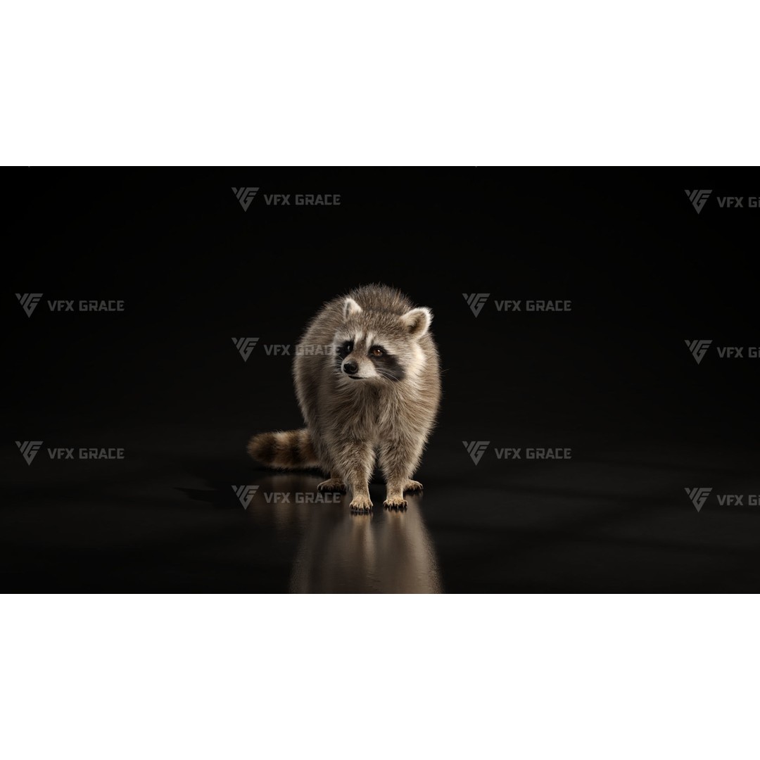 Raccoon 3D Model – Rigged, Animated Character for Blender - View 3