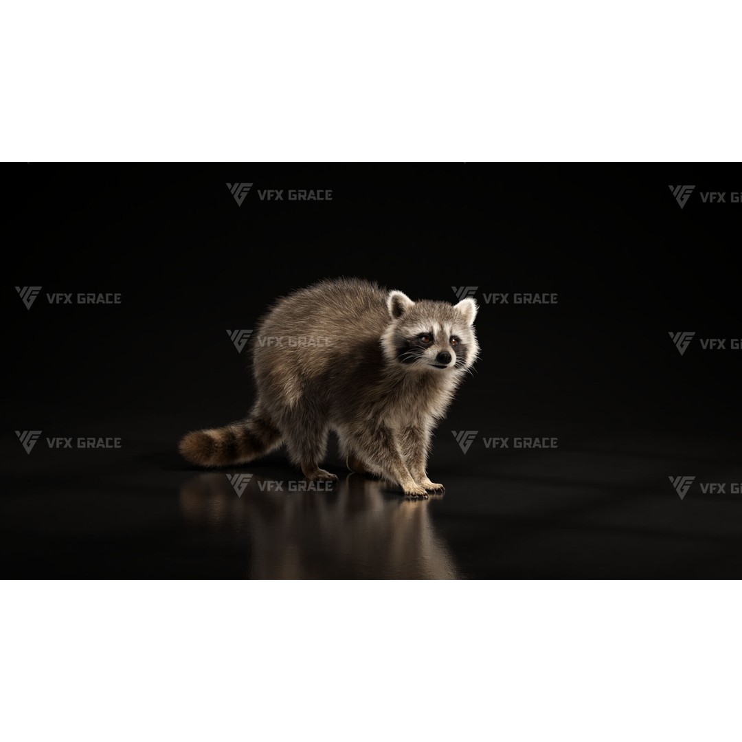 Raccoon 3D Model – Rigged, Animated Character for Blender - View 4