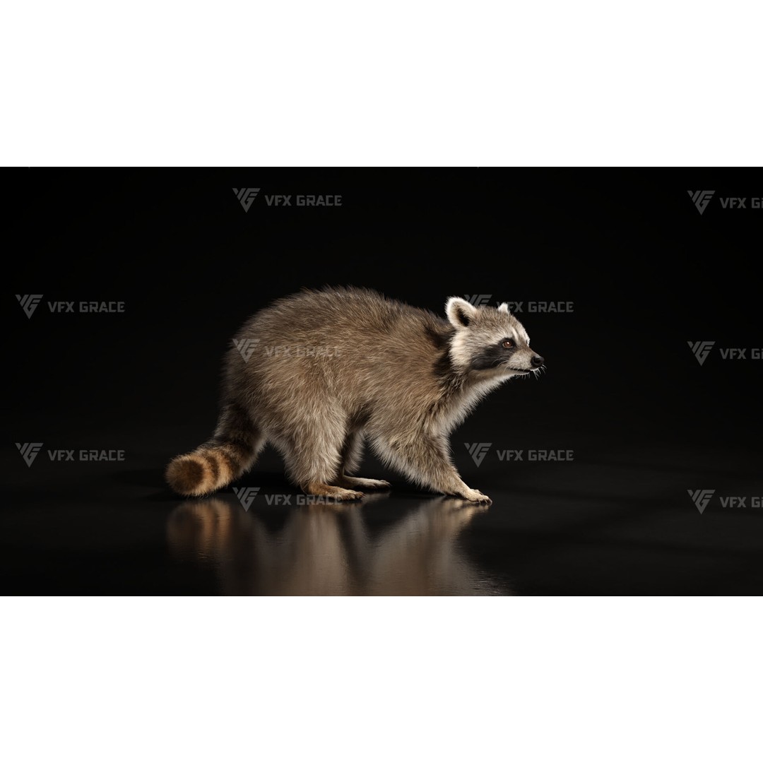 Raccoon 3D Model – Rigged, Animated Character for Blender - View 5