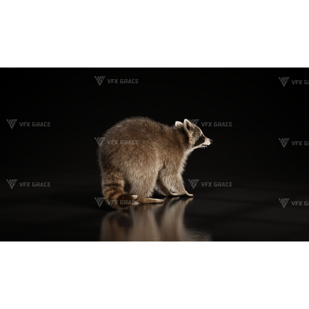Raccoon 3D Model – Rigged, Animated Character for Blender - View 6