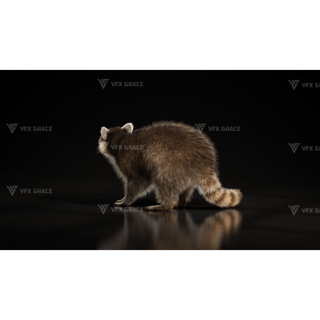 Raccoon 3D Model – Rigged, Animated Character for Blender - View 7