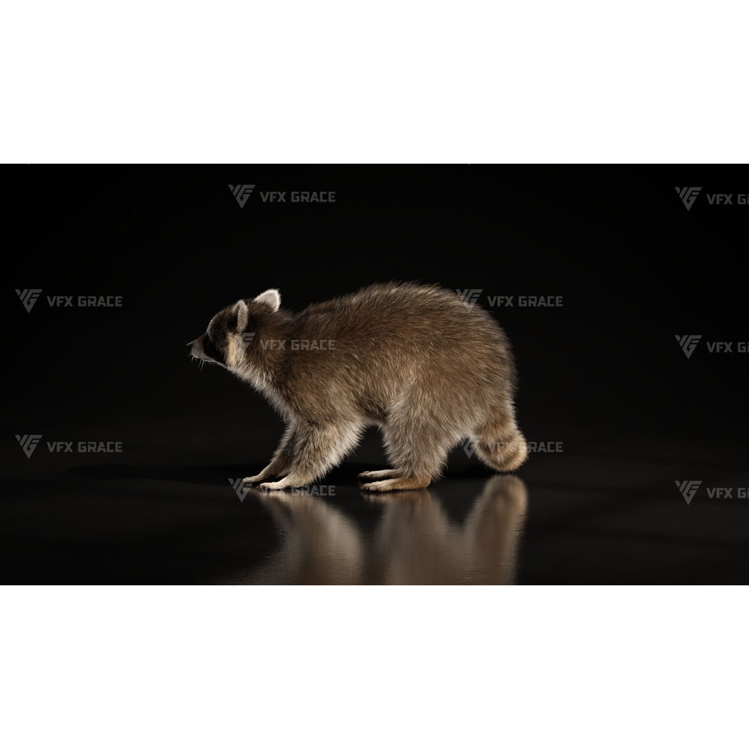 Raccoon 3D Model – Rigged, Animated Character for Blender - View 8