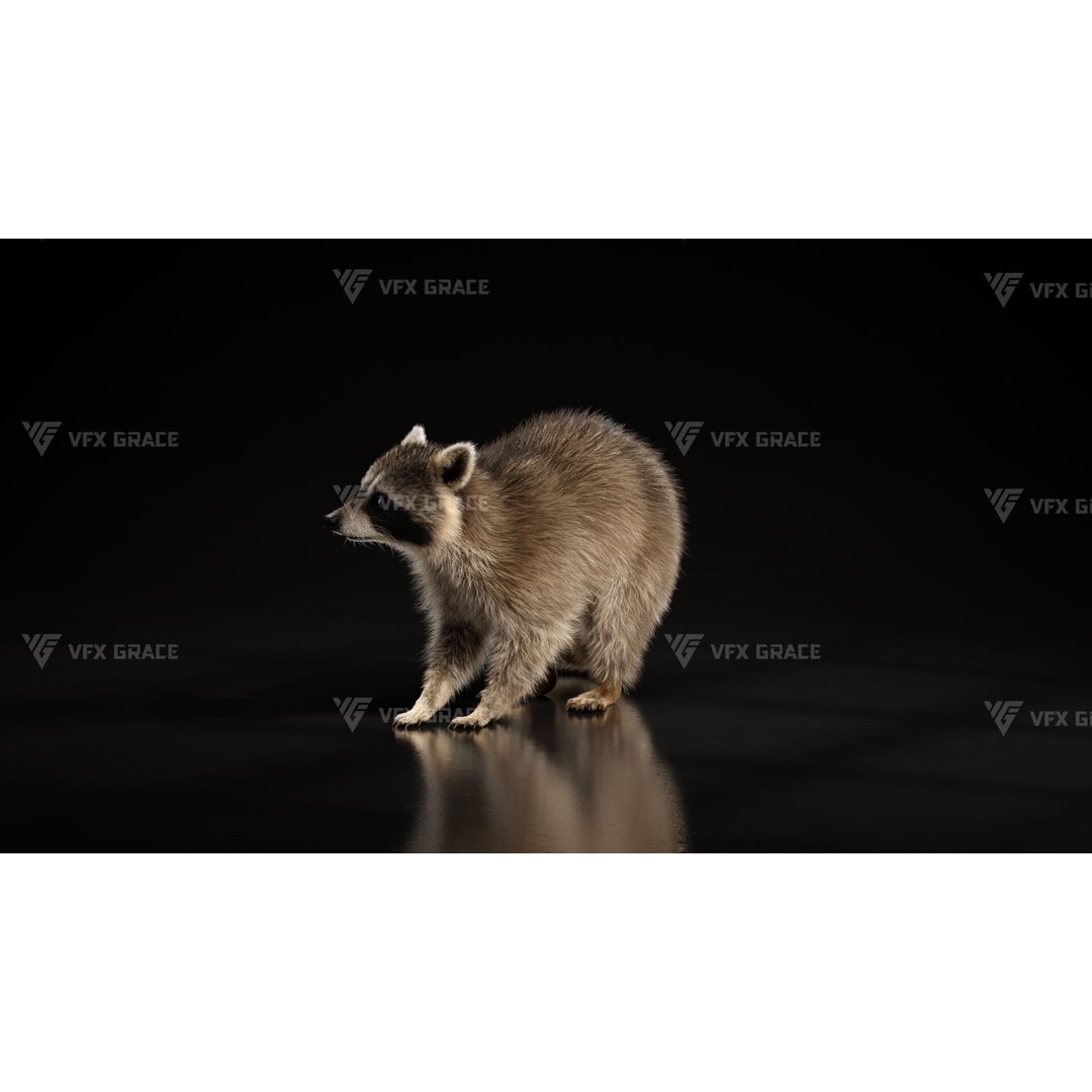 Raccoon 3D Model – Rigged, Animated Character for Blender - View 9