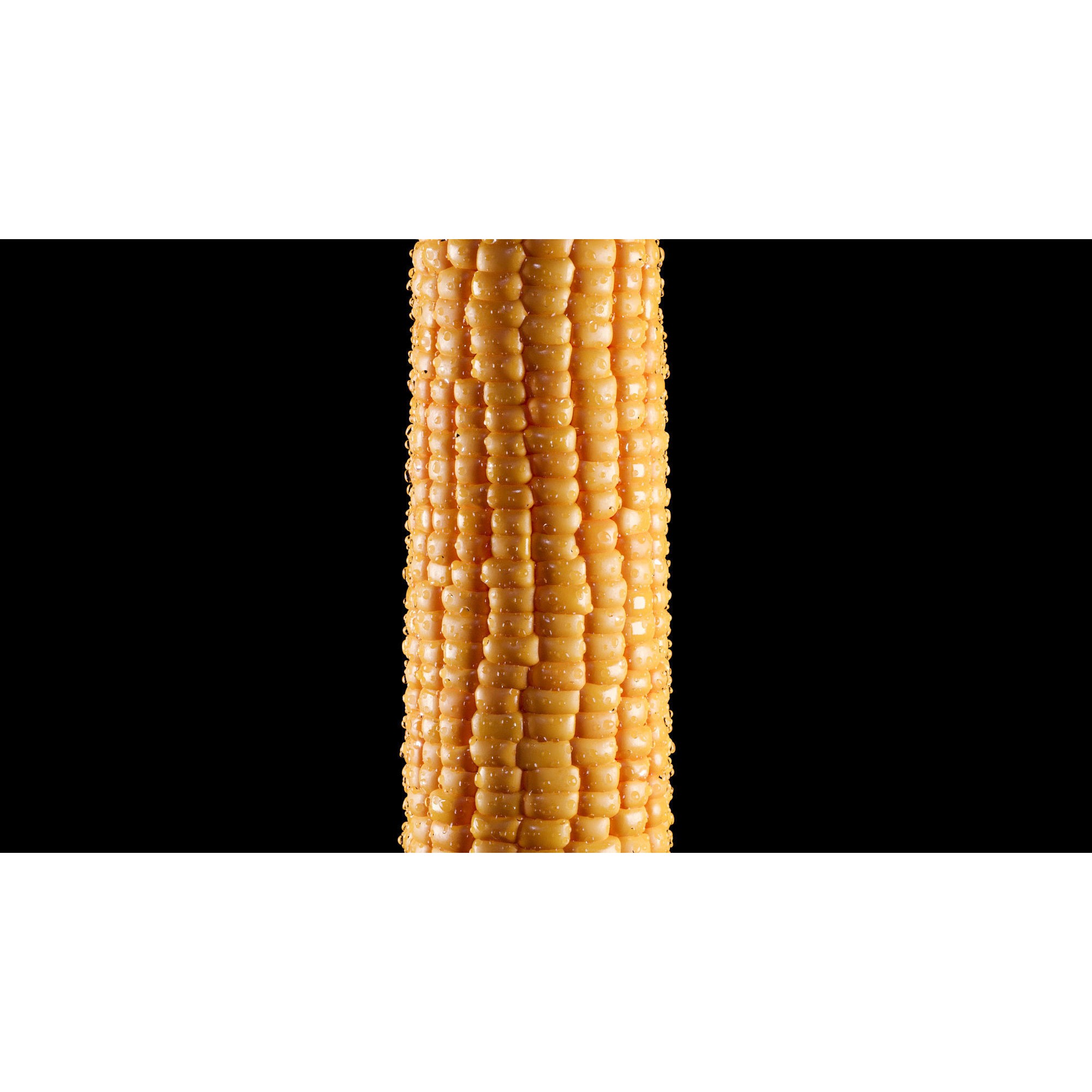 Photorealistic Corn - Game-Ready 3D Model - View 10