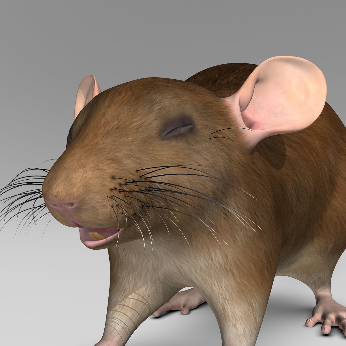Brown Rat - Rigged Game-Ready 3D Model - View 10