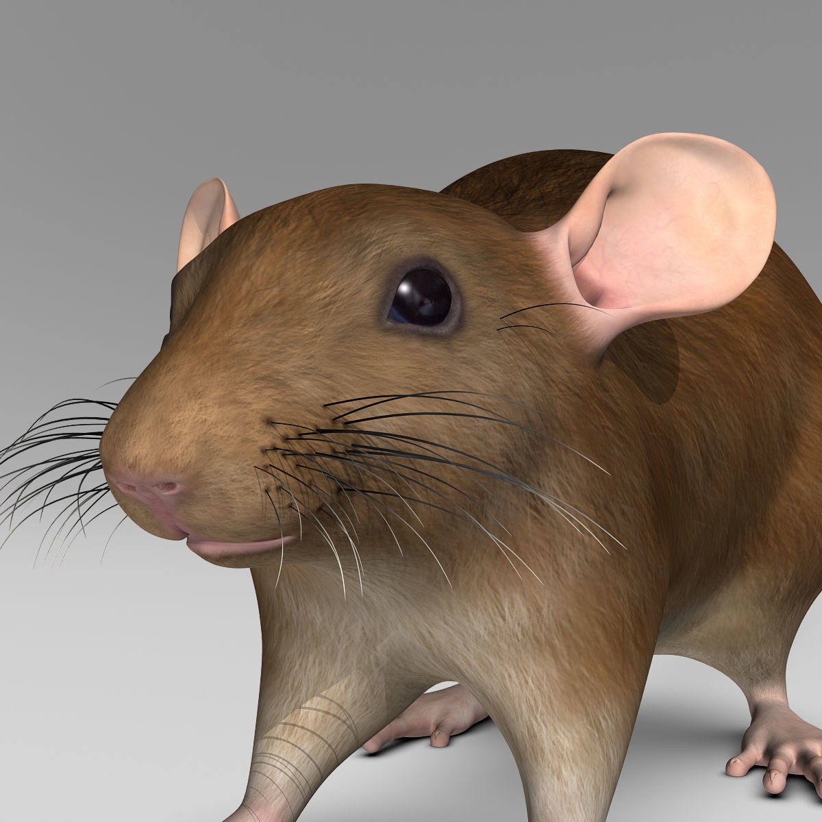 Brown Rat - Rigged Game-Ready 3D Model - View 11
