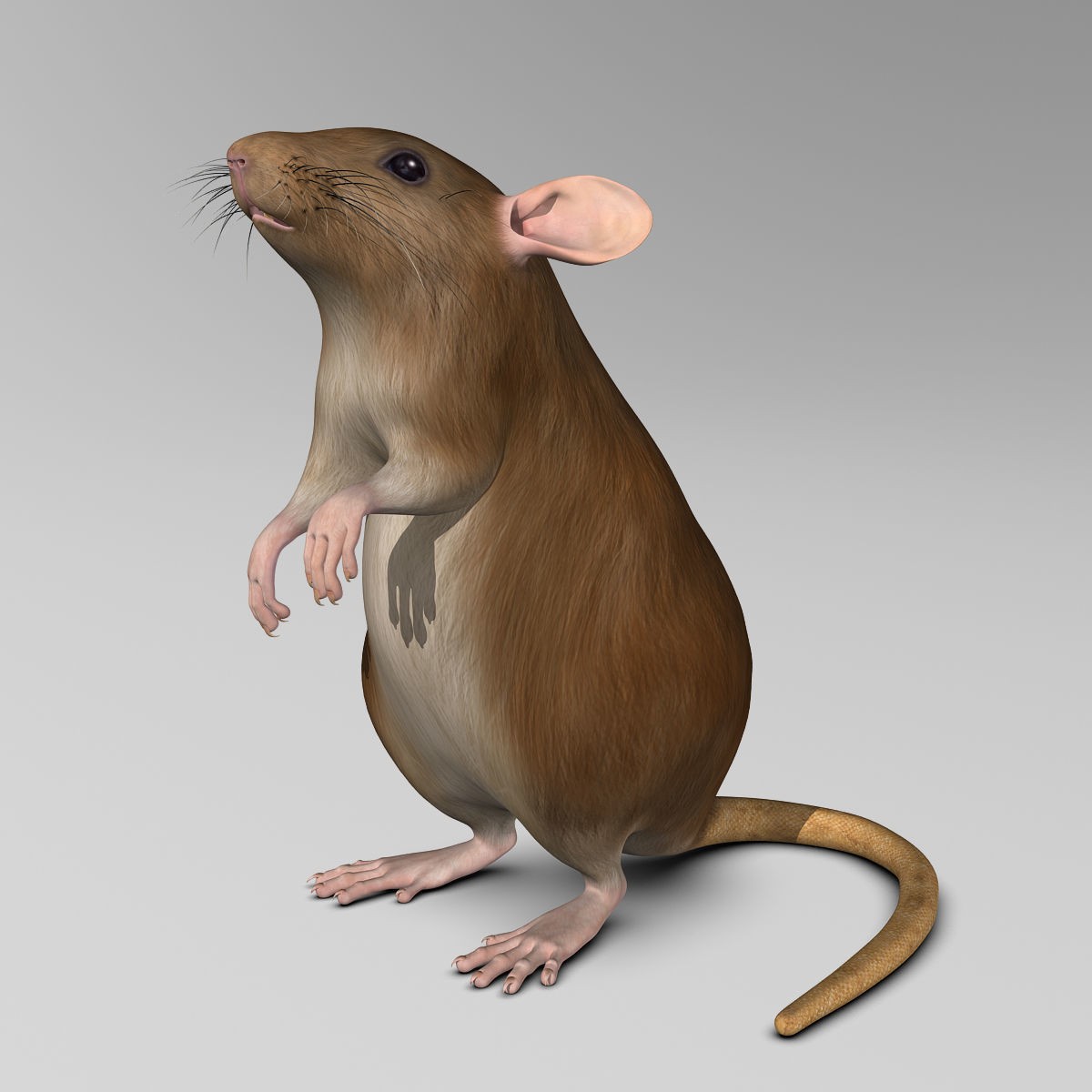 Brown Rat - Rigged Game-Ready 3D Model - View 12