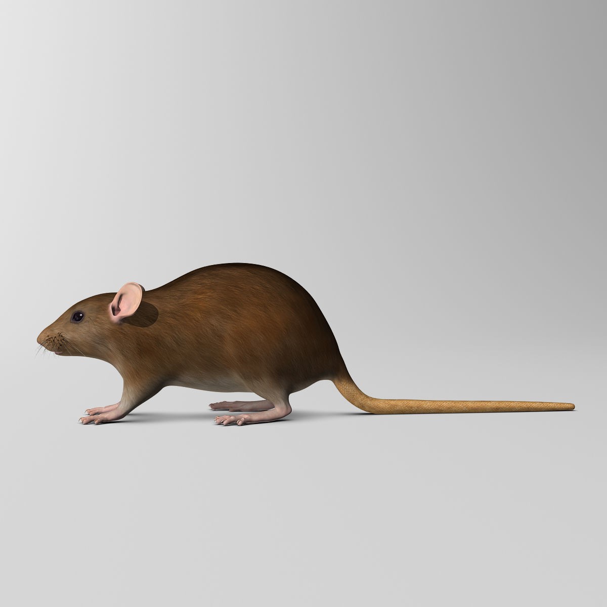 Brown Rat - Rigged Game-Ready 3D Model - View 13