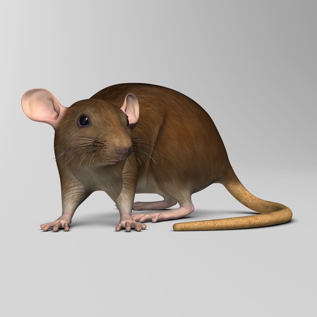 Brown Rat - Rigged Game-Ready 3D Model - View 14