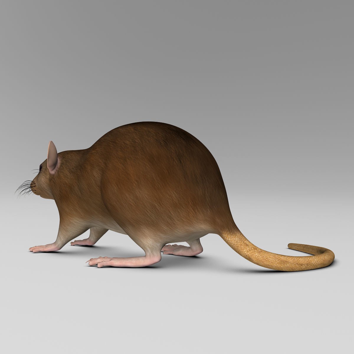 Brown Rat - Rigged Game-Ready 3D Model - View 15