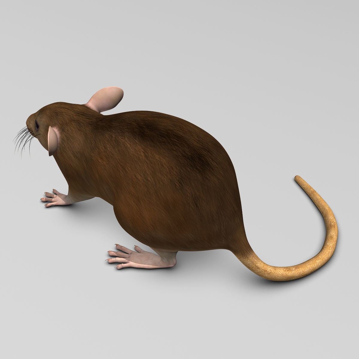 Brown Rat - Rigged Game-Ready 3D Model - View 16