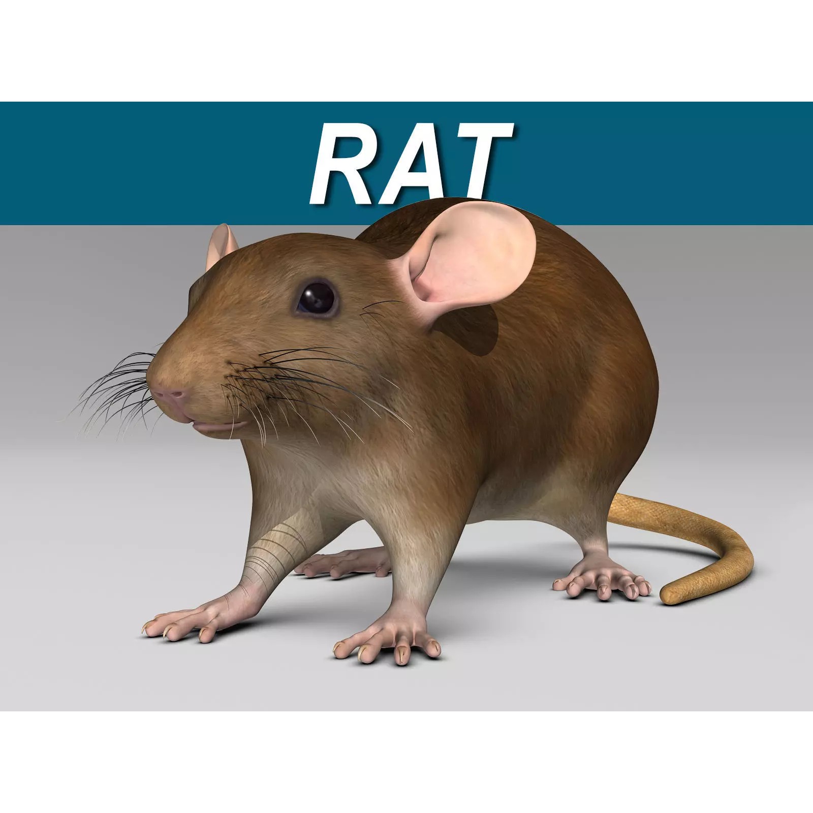 Brown Rat - Rigged Game-Ready 3D Model - View 2
