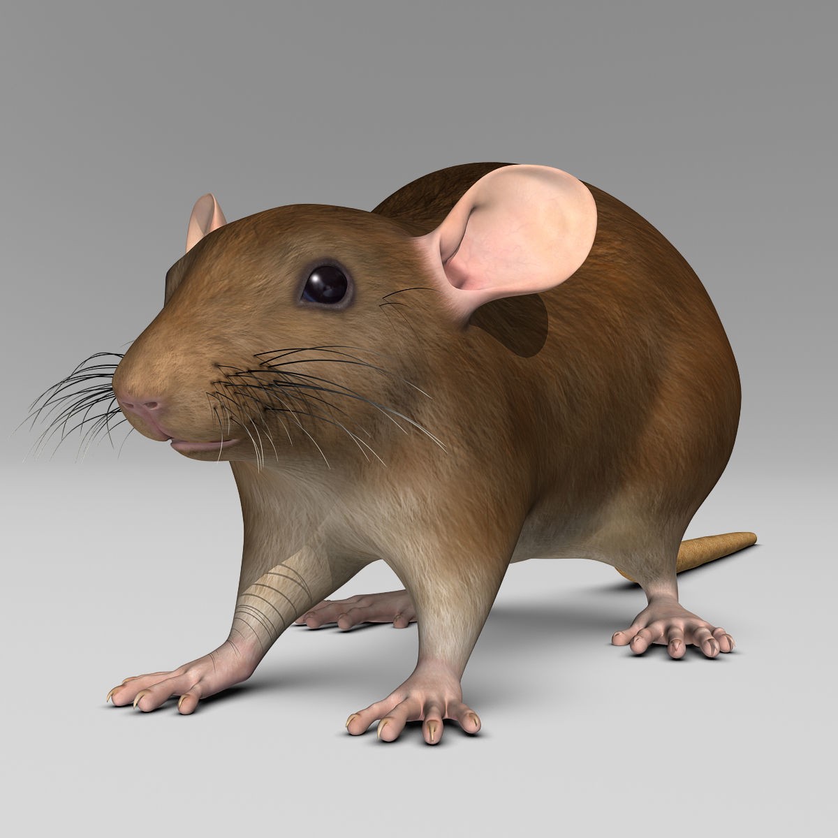Brown Rat - Rigged Game-Ready 3D Model - View 3