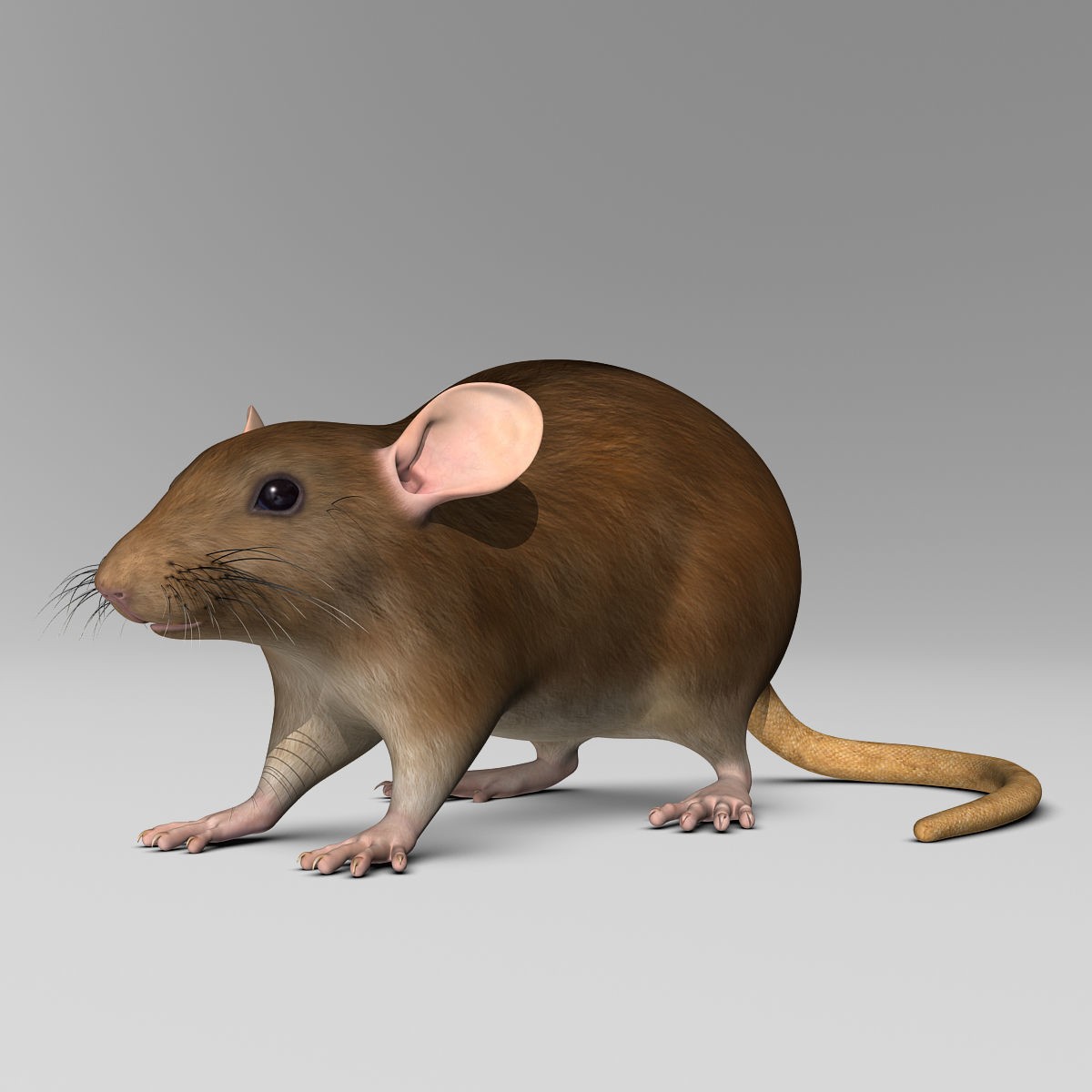 Brown Rat - Rigged Game-Ready 3D Model - View 4