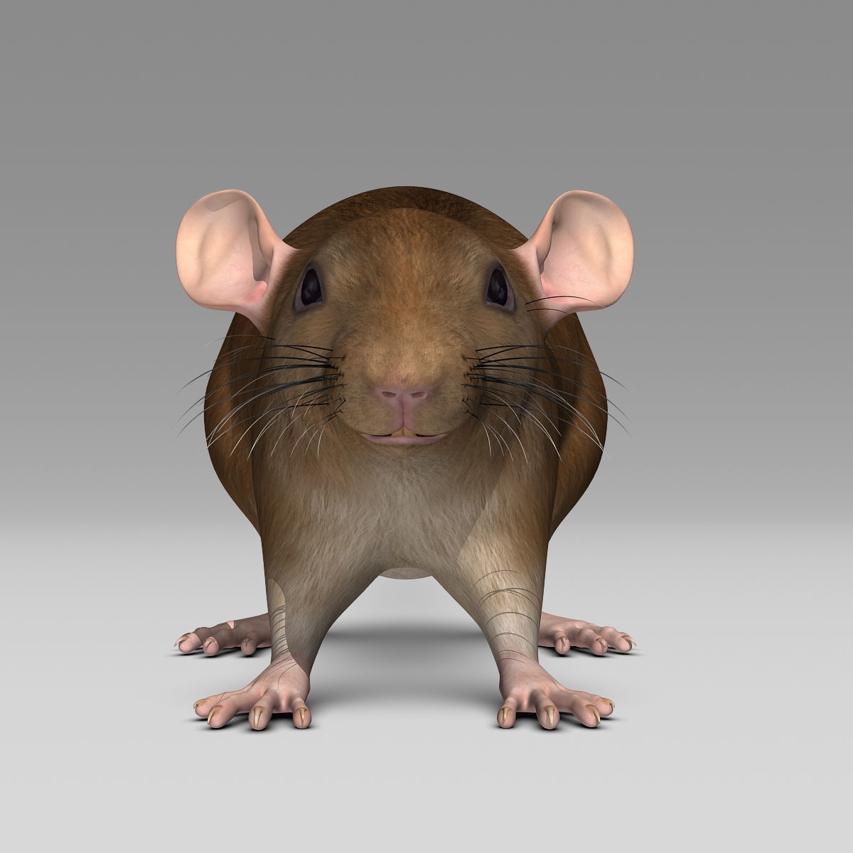 Brown Rat - Rigged Game-Ready 3D Model - View 5