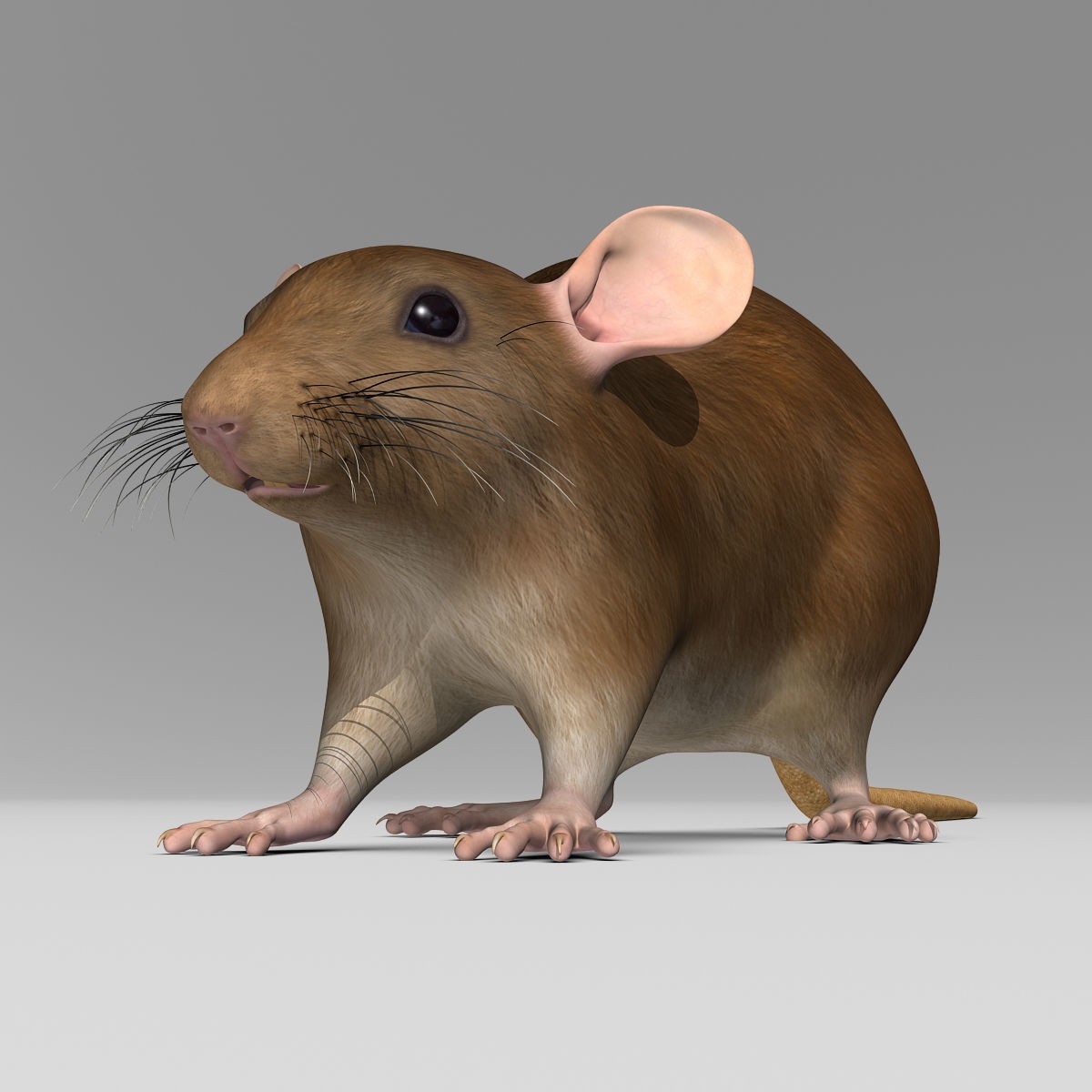 Brown Rat - Rigged Game-Ready 3D Model - View 6