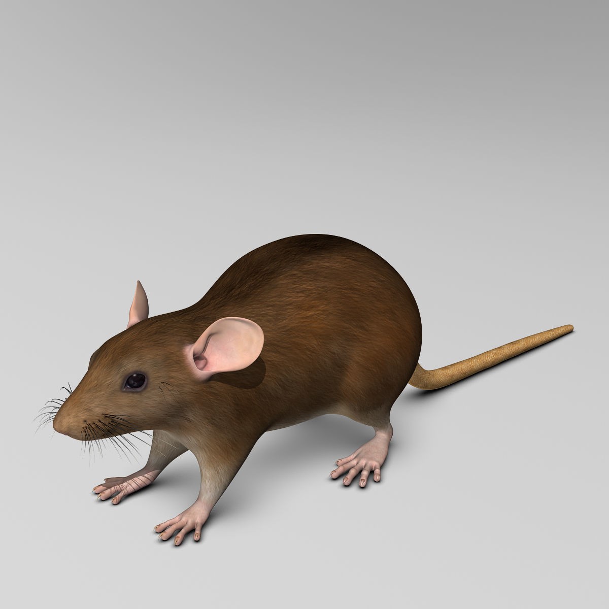 Brown Rat - Rigged Game-Ready 3D Model - View 7