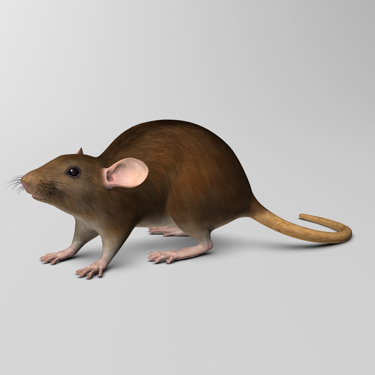 Brown Rat - Rigged Game-Ready 3D Model - View 8