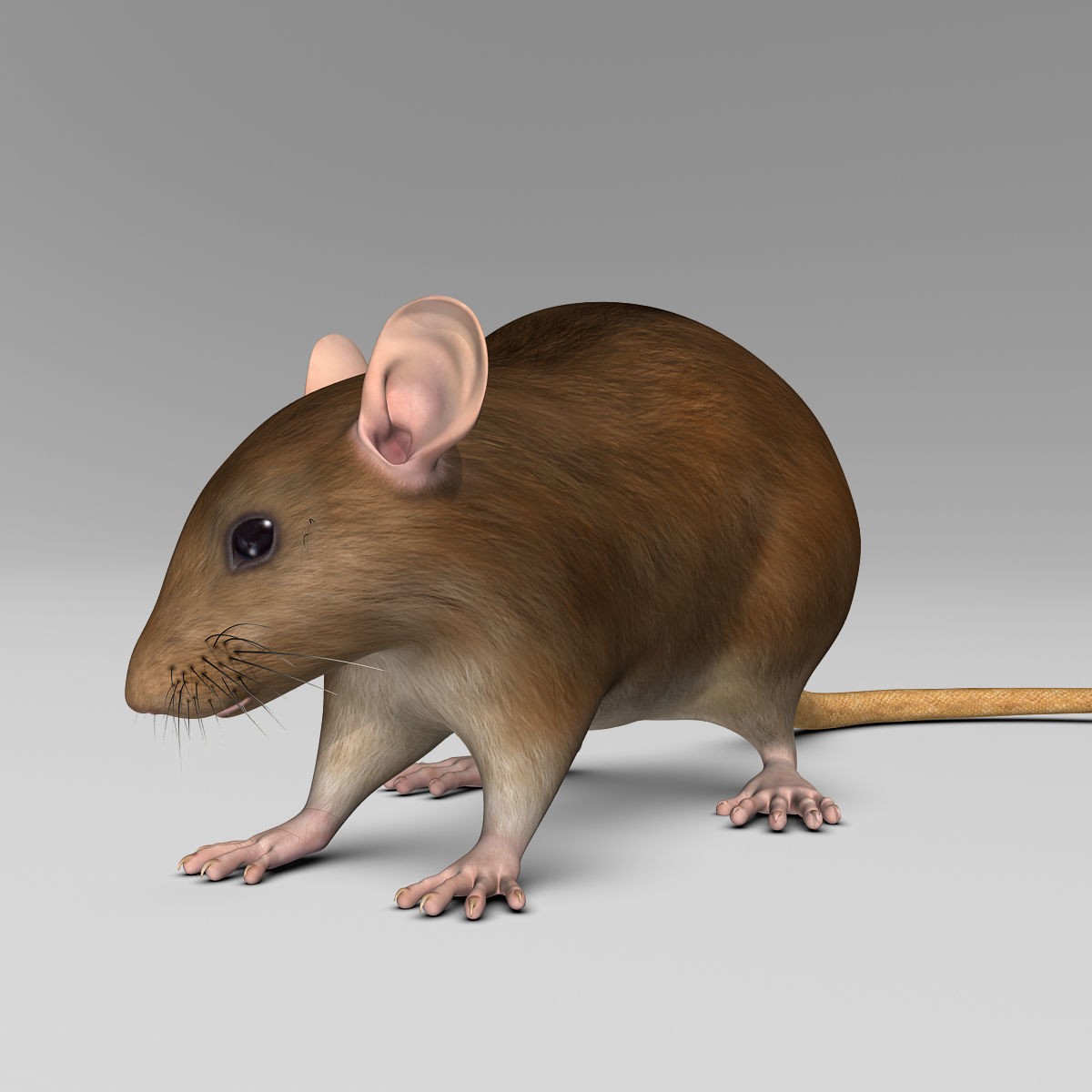 Brown Rat - Rigged Game-Ready 3D Model - View 9