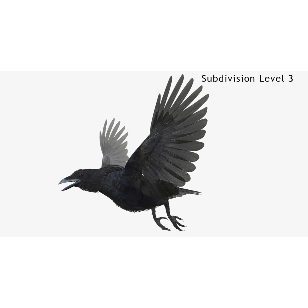 Crow 3D Model – Rigged Animated Bird with PBR Textures, FBX - View 10