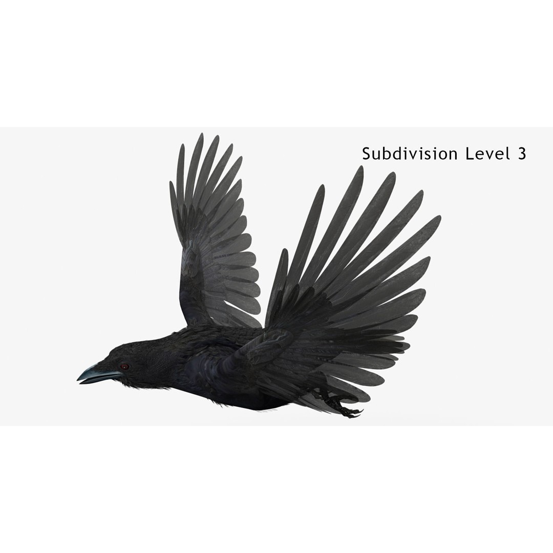 Crow 3D Model – Rigged Animated Bird with PBR Textures, FBX - View 13